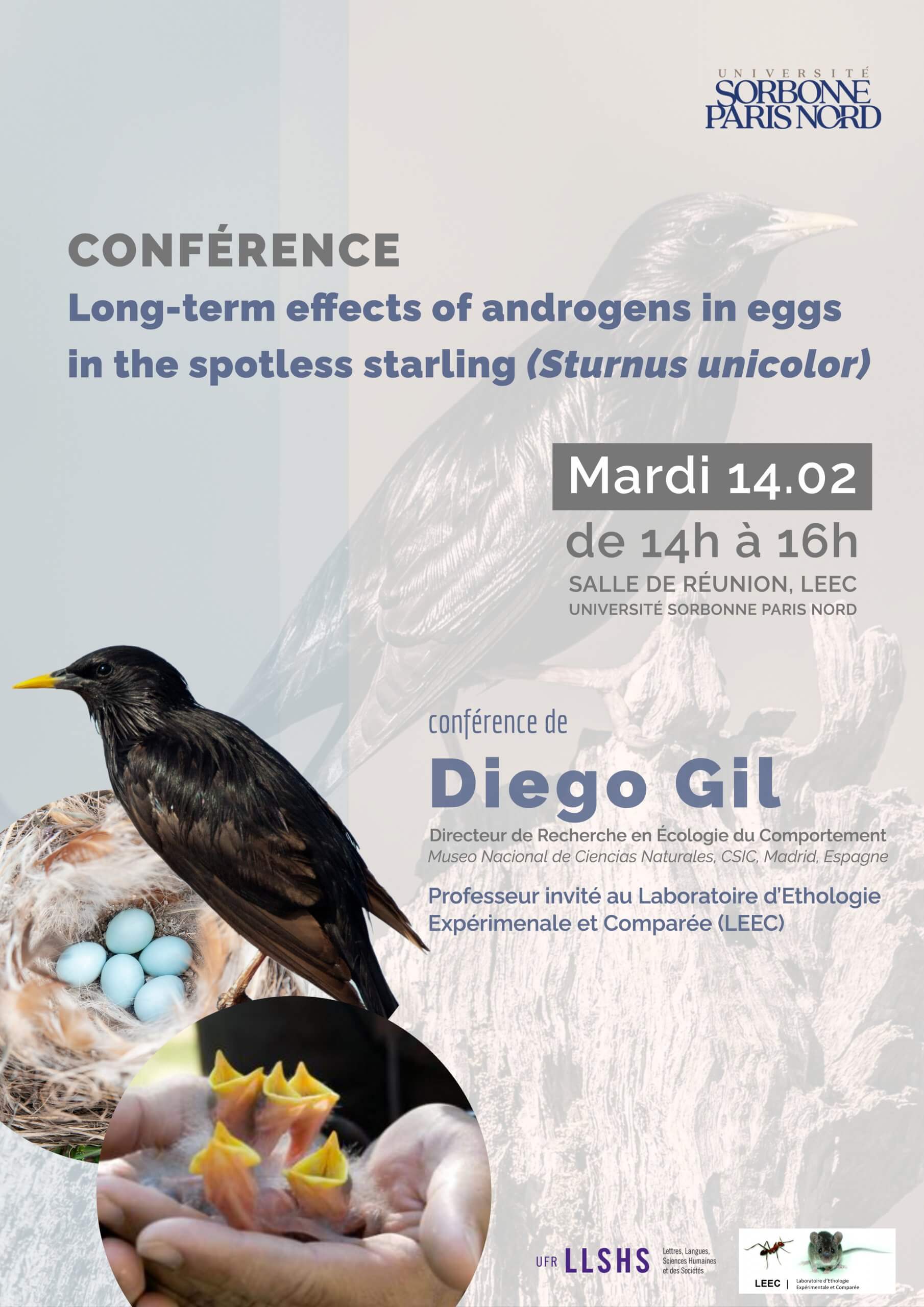 Long-term effects of androgens in eggs in the spotless starling - Diego Gill
