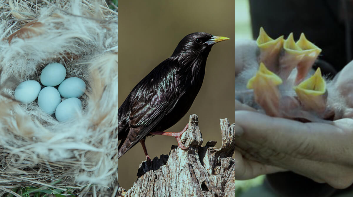 Long-term effects of androgens in eggs in the spotless starling - Diego Gil